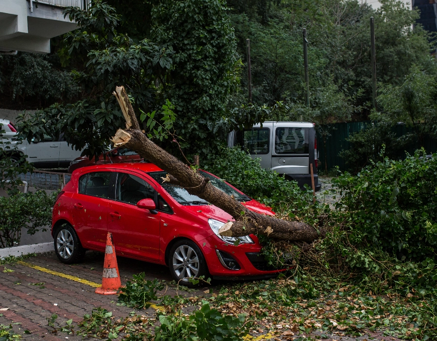 Image for London Tree Surgeon Emergency Tree Work Service for London Tree Surgeon , Easy Website,  Arborist expertise and consultation, Simple Website, Company Website, Free website template, Better than squarespace, Better Than Wix, Free Website in the Dorking area